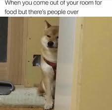 Funny Dog Memes Funny Dog Memes Funny Memes Funny Relatable Memes