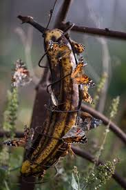 Recycle Overripe Bananas By Hanging Them Up In The Garden Butterflies Love Them Overripe Bananas Hummingbird Garden Butterfly Garden
