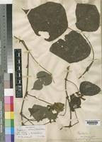 Image result for Rhynchosia luteola