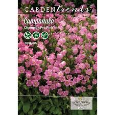 Campanula Champion Pro Pink F1 Campanula Flower Seeds Pink