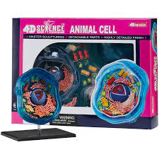 They can also be removed for my kids to quiz themselves on the different parts of the cell. 4d Science Animal Cell Model Forestry Suppliers Inc