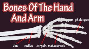 Choose from 500 different sets of flashcards about arm hand skeleton on quizlet. Bones Of The Hand Bones Of The Arm Bones Of The Wrist Carpal Bones Radius And Ulna Bones Youtube