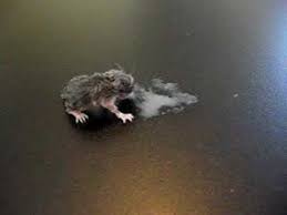 If you insist on being mom, stop by a pet store with rodents + mice; Baby Field Mouse Eating On His Own Finally Animal Advocates Mary Cummins Youtube