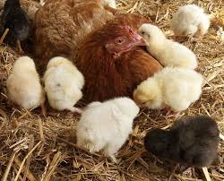 La lohmann brown classic, la lohmann brown lite, la lohmann tradition et la lohmann lsl, selon les besoins spécifiques des clients. Faire Naitre Des Poussins Gamm Vert