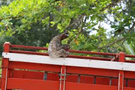 We did not find results for: The Sloth A New National Symbol For Costa Rica Sloco