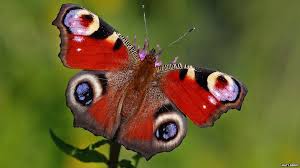 In Pictures Rare British Butterflies Butterfly Conservation Butterfly Images Butterfly Species