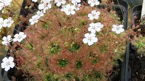 We did not find results for: Drosera Nitidula X Pulchella Youtube
