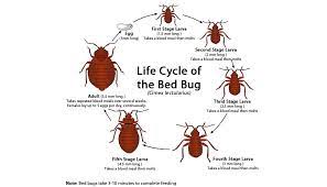 Natural Bed Bug Pest Control Is The Preferred Way To Get Rid Of These Pests Because It Can Be Very Dangerous To Put Hazard Kill Bed Bugs Bed Bug Bites Bed