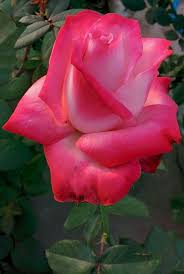Unidentified Rose Roses Bellissimi Fiori Fiori Rose Rosse
