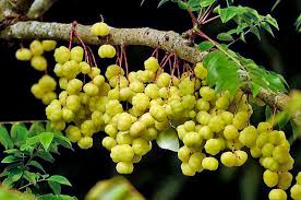 Image result for Phyllanthus gossweileri