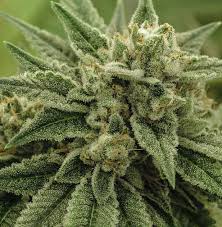 Wedding Cake Strain Information Cannaconnection Com