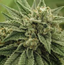 Wedding cake is a true hybrid, with both parents being hybrids as well. Wedding Cake Strain Information Cannaconnection Com