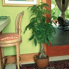 Money trees prefer bright, indirect light and. How To Grow And Care For A Money Tree Plant Hgtv