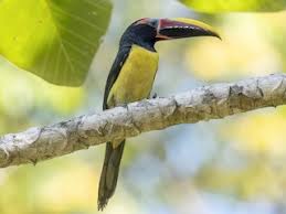 Image result for Ozoroa viridis