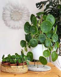 Pilea And Her Babies Must Have Plant For A Minimalist Home Www Thatplantylife Co Plantas Dentro De Casa Decoracao Com Plantas Decoracao Das Plantas Da Casa