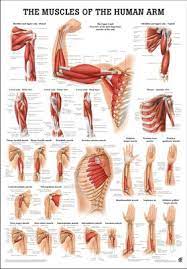 Diagrams of human muscles lower arm muscles diagram human muscle. Muscles Of The Arm English 50 X 70 Cm Paper Po54e
