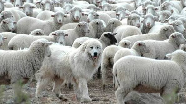 Se realizó en Río Grande una Jornada sobre Perros Asilvestrados | Agroempresario.com