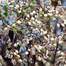 Image result for Dalbergia