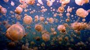 Afbeeldingsresultaat Voor Photo S Jellyfish Most Beautiful Animals Animals Beautiful Animals