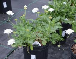 Image result for Scabiosa columbaria