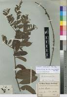 Image result for Bridelia scleroneura