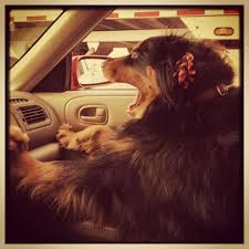 Please Stop The Car Funny Dog Memes Funny Dog Pictures Dogs