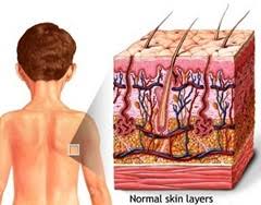 Maybe you would like to learn more about one of these? Multiple Choice Questions On Animal Tissues