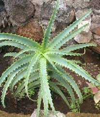 Teniendo además pero ¿para qué sirve el aloe vera en el cabello?, su respuesta se relaciona con sus propiedades hidratante. Todo Sobre El Aloe Arborescens Cactus Y Suculentas Como Es Etc