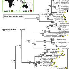 Image result for Lotus mlanjeanus