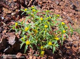 Image result for Flaveria trinervia