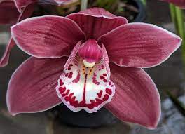 Mauve Orchid Flowers Orchids Petal