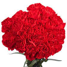 Maybe you would like to learn more about one of these? Buy Flowers 100 Red Carnations Lovely Gift Online In Taiwan B00lljnuec