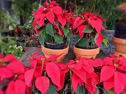 Tertarik untuk menghias rumah dengan tanaman hias daun tetapi bingung harus mulai dari di indonesia, tidak sulit untuk mencari berbagai macam tanaman hias daun. Jenis Jenis Tanaman Hias Daun Paling Populer