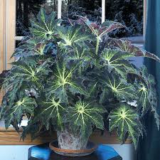 Image result for Begonia princeae