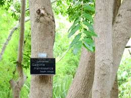 Image result for Galpinia transvaalica