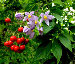 Image result for Solanum