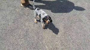 Check spelling or type a new query. Bluetick Beagle Cross Puppy Available 7 Weeks Youtube