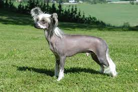 Enter executive ben berry, who … Chinese Crested Dog Wikipedia