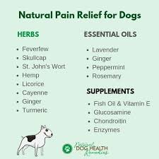 Pin On Common Dog Health Issues