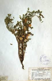 Image result for Cicer arietinum