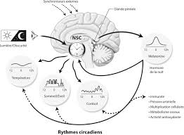 La mélatonine à libération progressive (circadin®) ne se contente pas de faciliter l'endormissement. Melatonine Aspects Physiologiques Et Pharmacologiques En Relation Avec Le Sommeil Interet D Une Forme Galenique A Liberation Prolongee Circadin Dans L Insomnie Sciencedirect