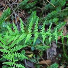 Image result for Thelypteridaceae