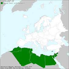 Image result for Centropodia