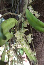 Image result for Rhipidoglossum