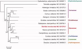 Image result for Hydrostachys polymorpha