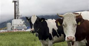 Bahkan karena ulah tangan manusia sendiri yang membuat. Do You Know Rupanya Kentut Sapi Berkontribusi Dalam Pemanasan Global Okezone Techno