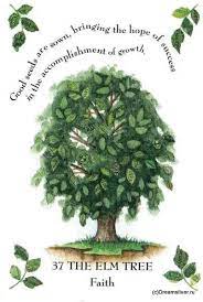 Tree Magick The Elm Tree Elm Tree Celtic Tree Astrology Magick