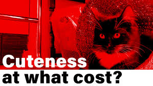 Coriander is well known as cilantro. Vegan Cat Owner Ethics Why I Will Never Adopt Another The Intermittent Fasting Vegan