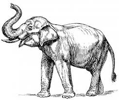 Elephant Drawing Elephant Sketch Elephant Drawing Elephant Coloring Page