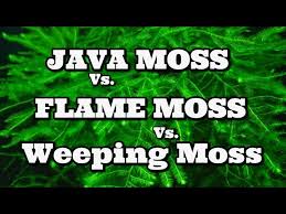 A haunter of the woods. Java Moss Vs Flame Moss Vs Weeping Moss Youtube